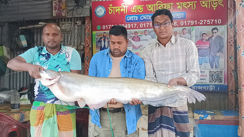 পদ্মায় বড়শিতে ধরা এক বোয়াল বিক্রি হলো ৫০ হাজার টাকায়