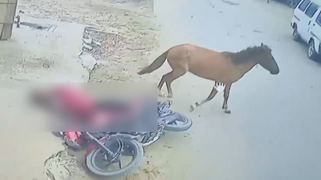 ফরিদপুরে পাগলা ঘোড়ার কামড় ও লাথিতে আহত ২০