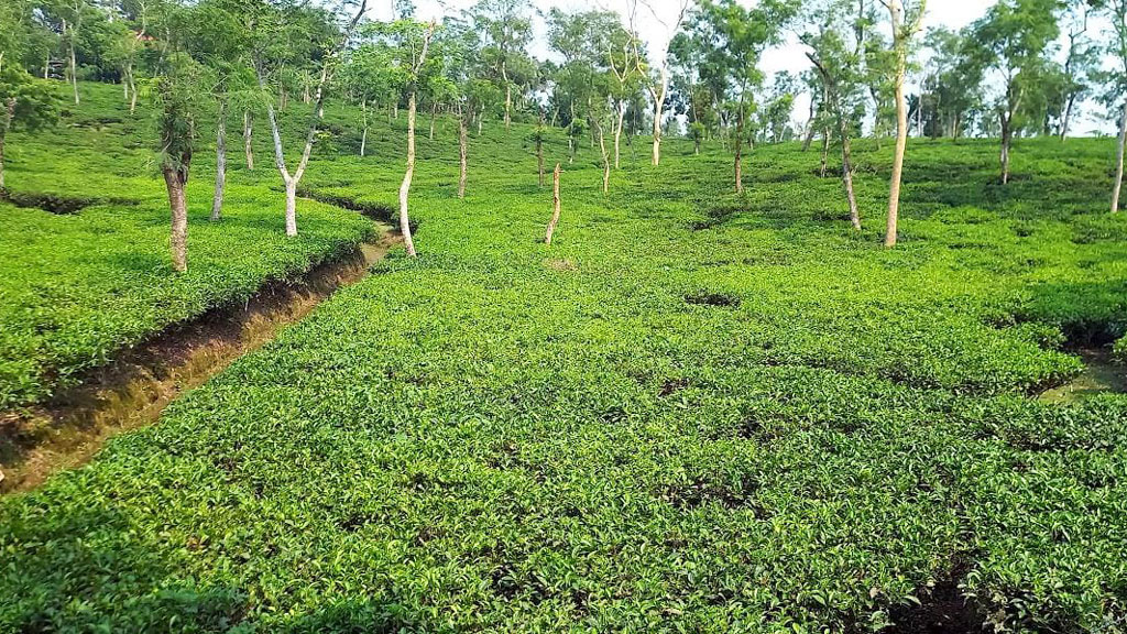 ৩ মাস বেতন বন্ধ ৪ চা-বাগানে, মানবেতর জীবনযাপন শ্রমিকদের