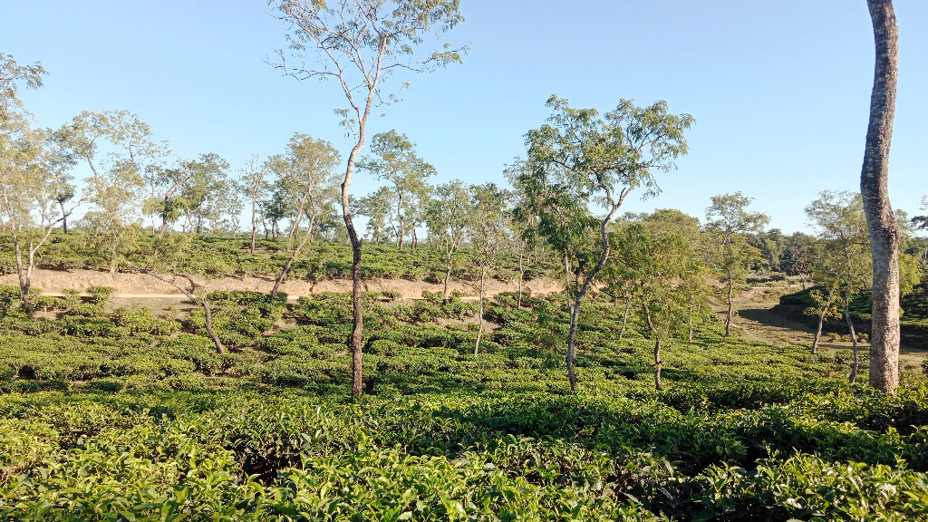 দুই দিনের বৃষ্টিতে প্রাণ ফিরেছে চা-বাগান ও বোরোখেতে