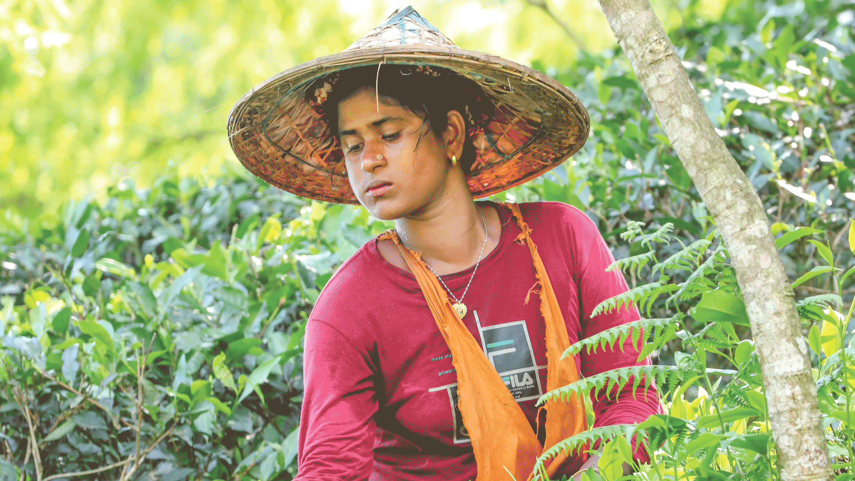 আন্তর্জাতিক চা দিবস: সবুজ অরণ্যে ঢাকা ধূসর জীবন