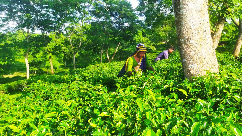 চট্টগ্রামে নেপচুন চা বাগানে চা তুলছেন শ্রমিকেরা। ১৯৬০ সালে জেলার ফটিকছড়ি উপজেলার ভুজপুর এলাকায় গড়ে তোলা হয় এই চা বাগানটি। ছবি: আবদুল মান্নান।