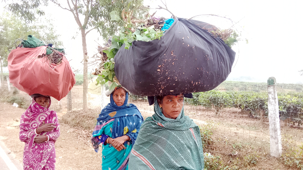 হাড়কাঁপানো শীতে চা-শ্রমিকদের দুর্ভোগ, পরনে নেই গরম কাপড়