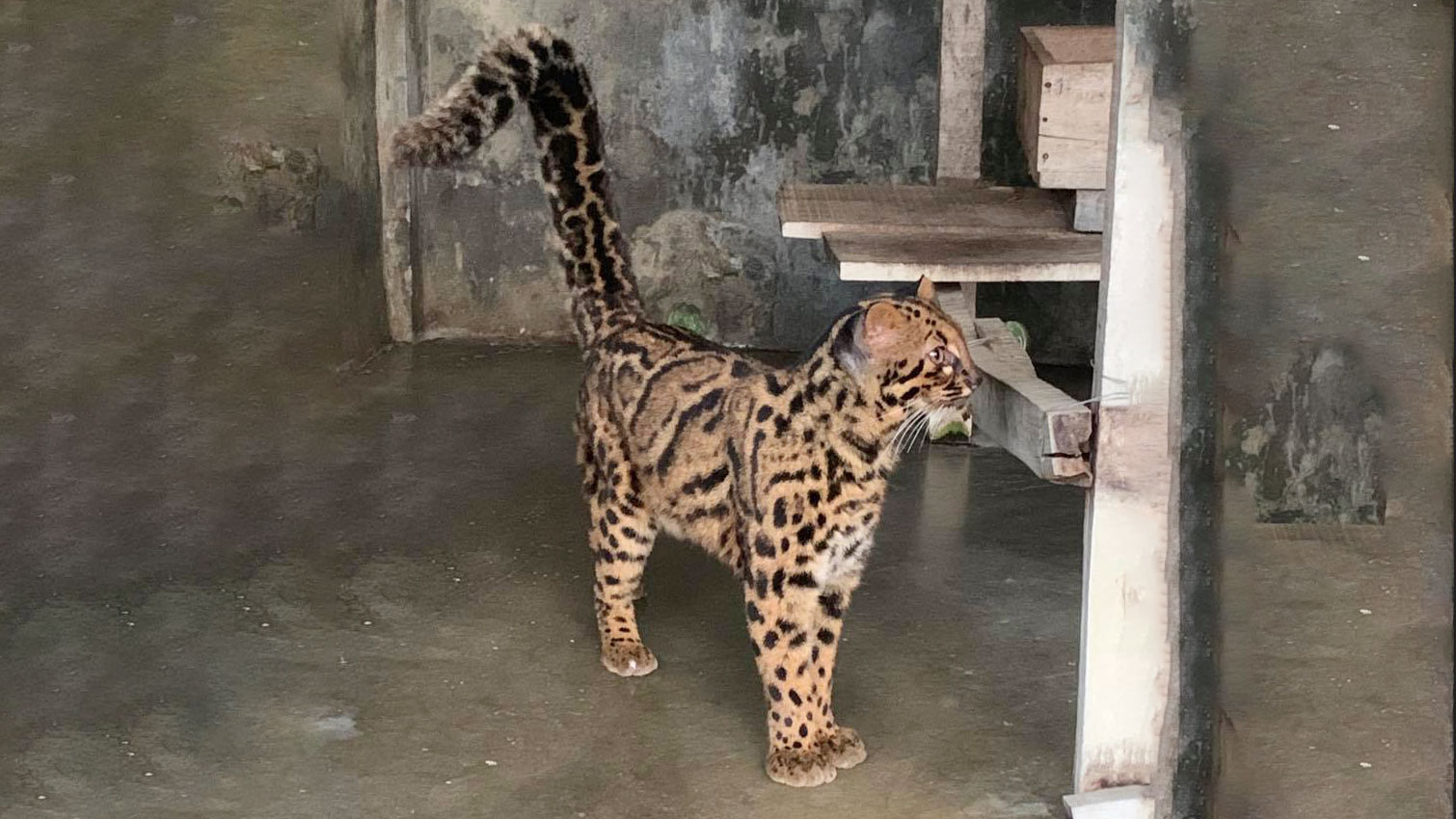 দুর্লভ মর্মর বিড়াল