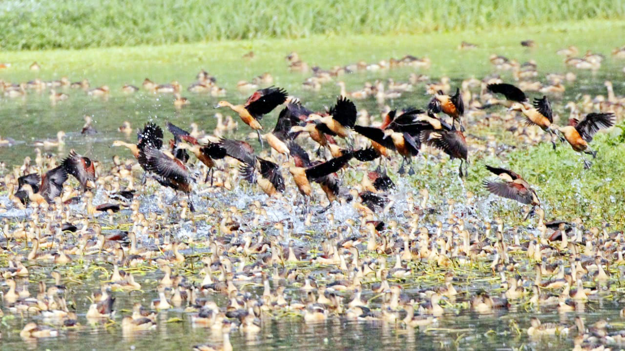 পাখি নিধন নিরুৎসাহিত করে ইসলাম