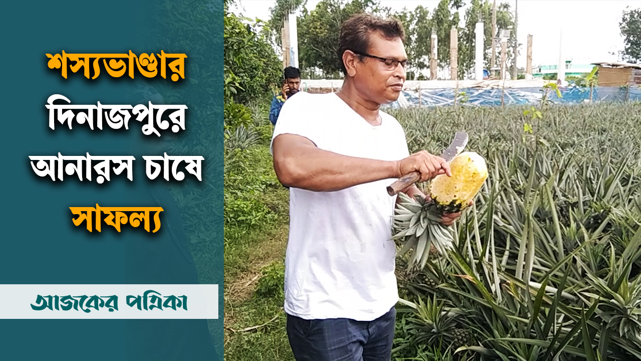 দিনাজপুরে প্রথমবার আনারস চাষে সফলতার হাতছানি