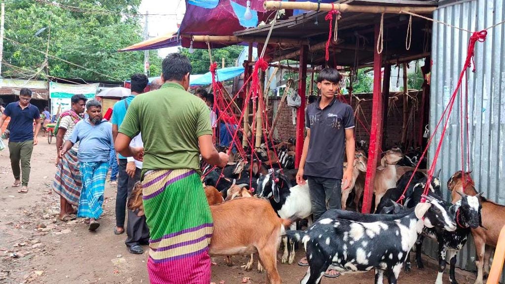 উত্তরার বিডিআর কাঁচাবাজার দখল করে অবৈধ পশুর হাট