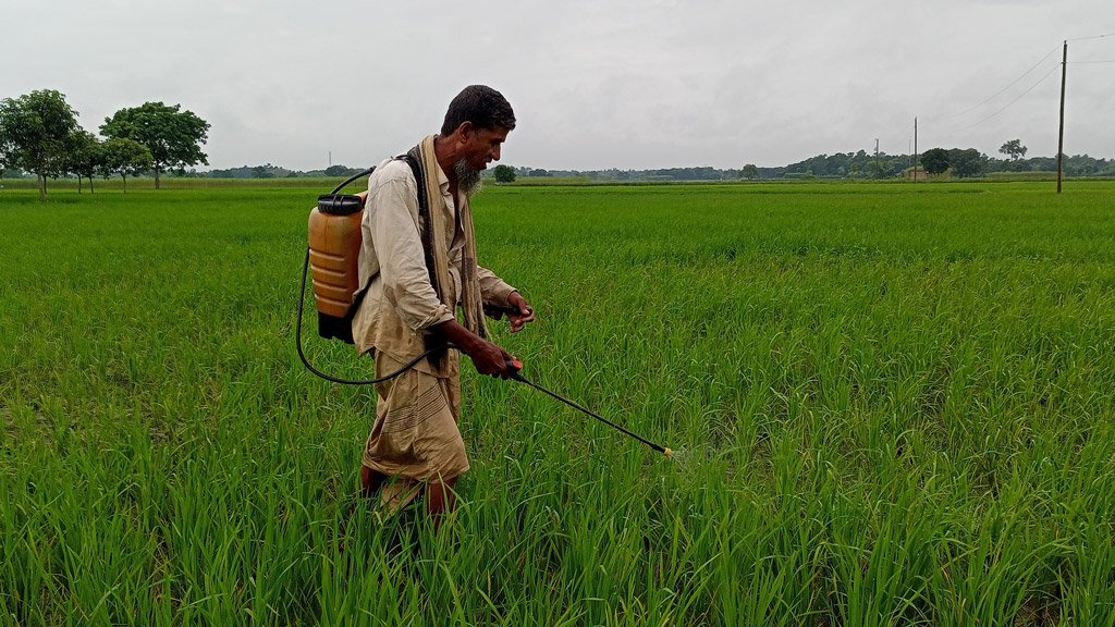 গাংনীতে গোড়া পচা রোগ ও মাজরা পোকার আক্রমণে বিপাকে আমনচাষি