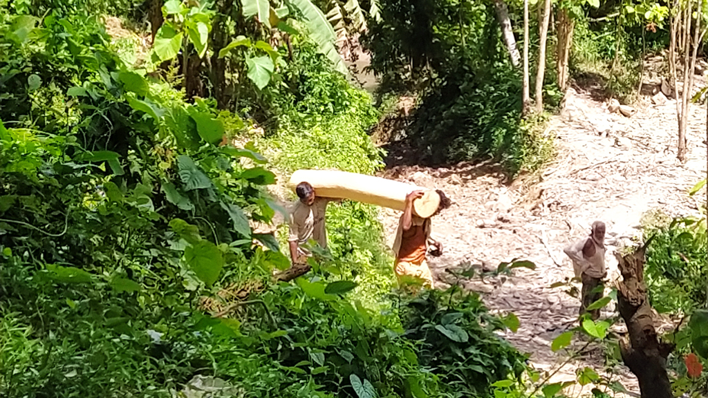 অবৈধভাবে গাছ কাটা চলছেই