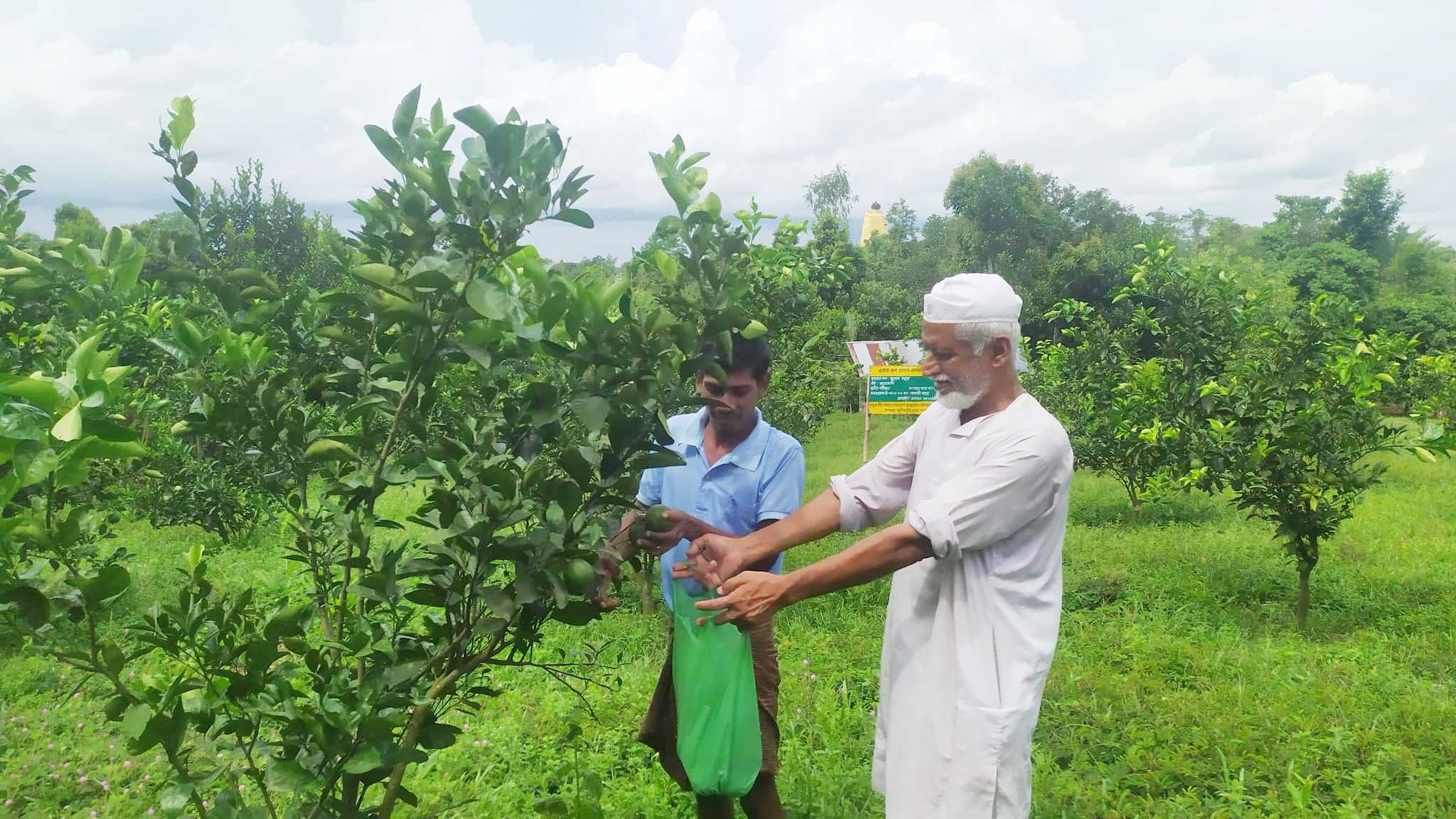 ‘মিষ্টান্ন মাল্টা’র চাহিদা বাড়ছে