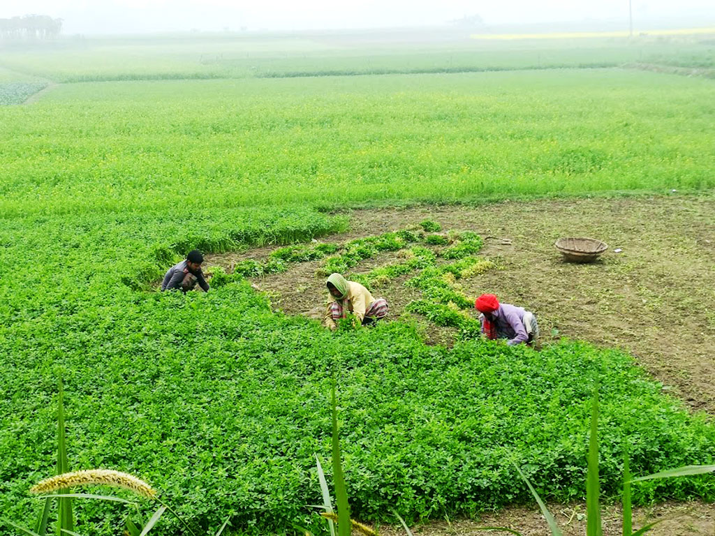 কুয়াশাচ্ছন্ন সকাল। মেঠো পথ ধরে হাঁটতেই বাতাসে ভেসে আসছে ধনেপাতার ঘ্রাণ। বাজারে বিক্রির জন্য খেত থেকে ধনে পাতা তুলছেন কয়েকজন কৃষক। নালী ইউনিয়ন, ঘিওর উপজেলা, মানিকগঞ্জ, ৫ জানুয়ারি, ২০২৪। ছবি: আব্দুর রাজ্জাক