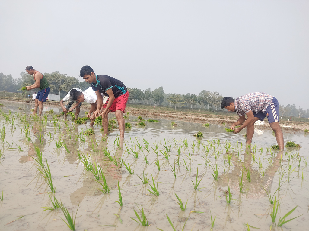 সার, তেলের বাড়তি দাম নিয়ে উদ্বেগ থাকলেও আশায় বুক বেঁধে আবারও মাঠে নেমেছেন কৃষকেরা। বাড়তি আয়ের স্বপ্ন নিয়ে বোরো ধান চাষে ঝুঁকছেন তাঁরা। রায়দৌলতপুর, কামারখন্দ, সিরাজগঞ্জ, ২৫ জানুয়ারি, ২০২৩। ছবি: আব্দুল্লাহ আল মারুফ