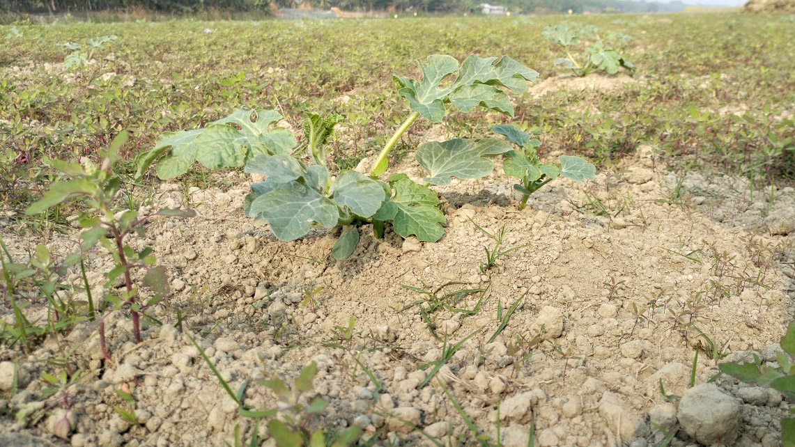 ভালো ফলনের পর এবার দশমিনায় তরমুজের চাষ বাড়ল