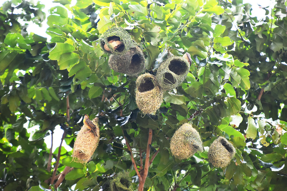 অসাধারণ মুনশিয়ানায় বানানো বাবুই পাখির বাসা দেখে মুগ্ধ হবেন না এমন মানুষ খুঁজে পাওয়া কঠিন। মেহগনি গাছে এমনি কিছু বাবুই পাখির বাসা দেখা যাচ্ছে। গোদাগাড়ী উপজেলা চর আষাড়িয়াদহ ইউনিয়নের চর আমতলার খাসমহল গ্রাম থেকে তোলা, রাজশাহী, ৮ মে ২০২৪। ছবি: মিলন শেখ