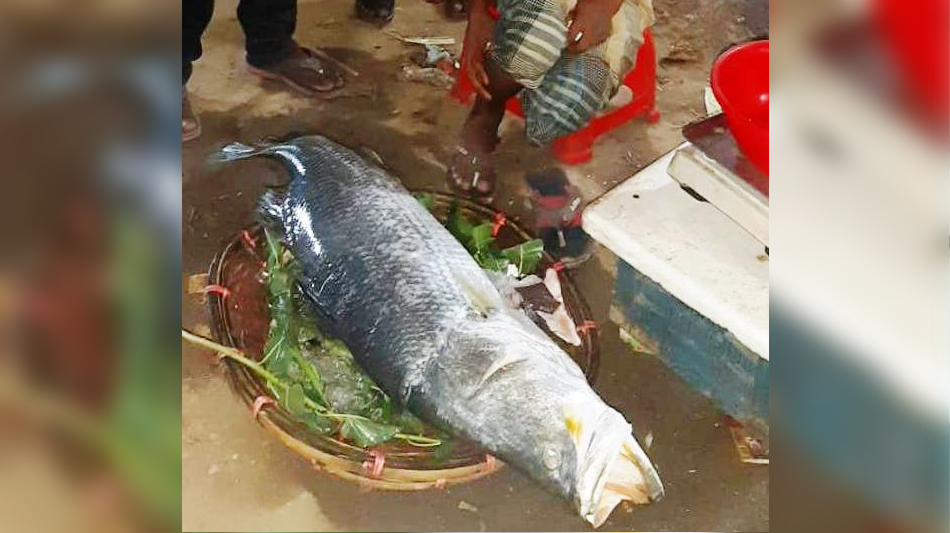 বড়শিতে ধরা পড়ল ২৭ কেজির কোরাল, বিক্রি ২৫ হাজার টাকা