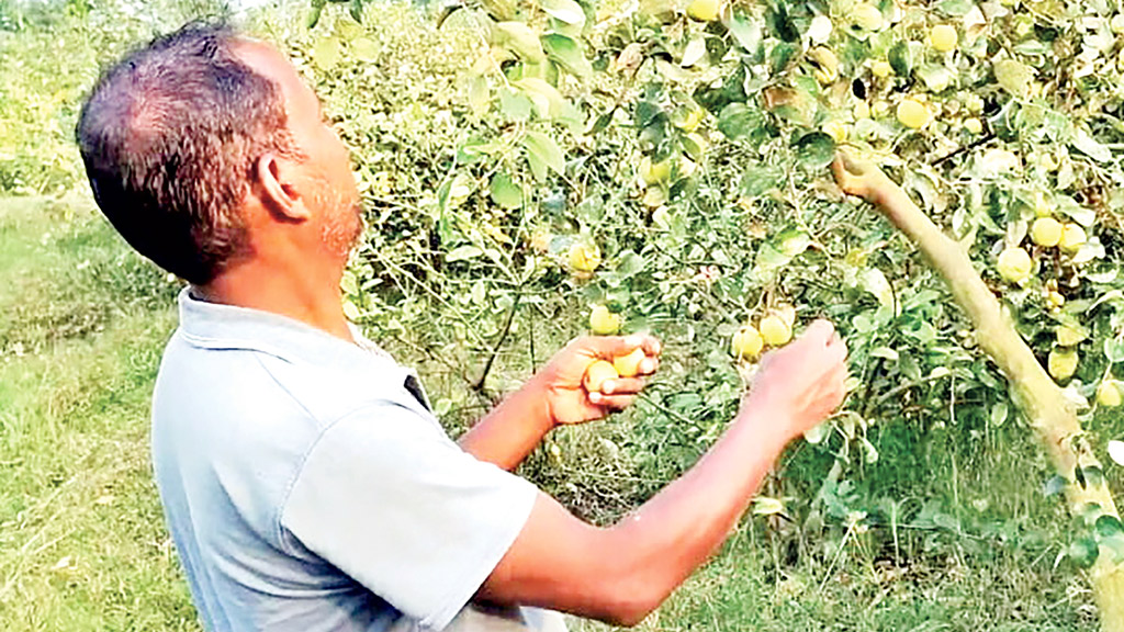 প্রবাসে ব্যর্থ, দেশে ফিরে বলসুন্দরী কুল চাষে সফল