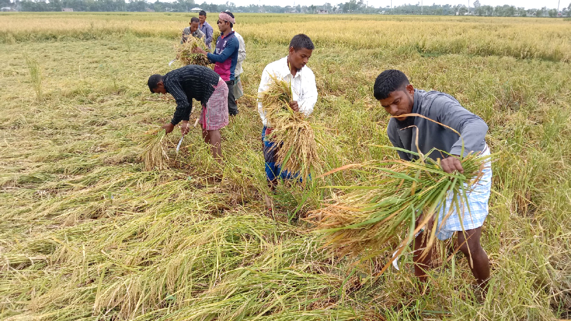 ধান ঘরে তুলতে ব্যয় দ্বিগুণ