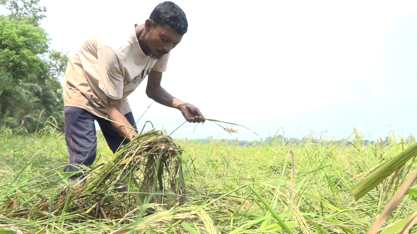 শ্রমিকসংকট, মেঘ দেখলেই ভয়