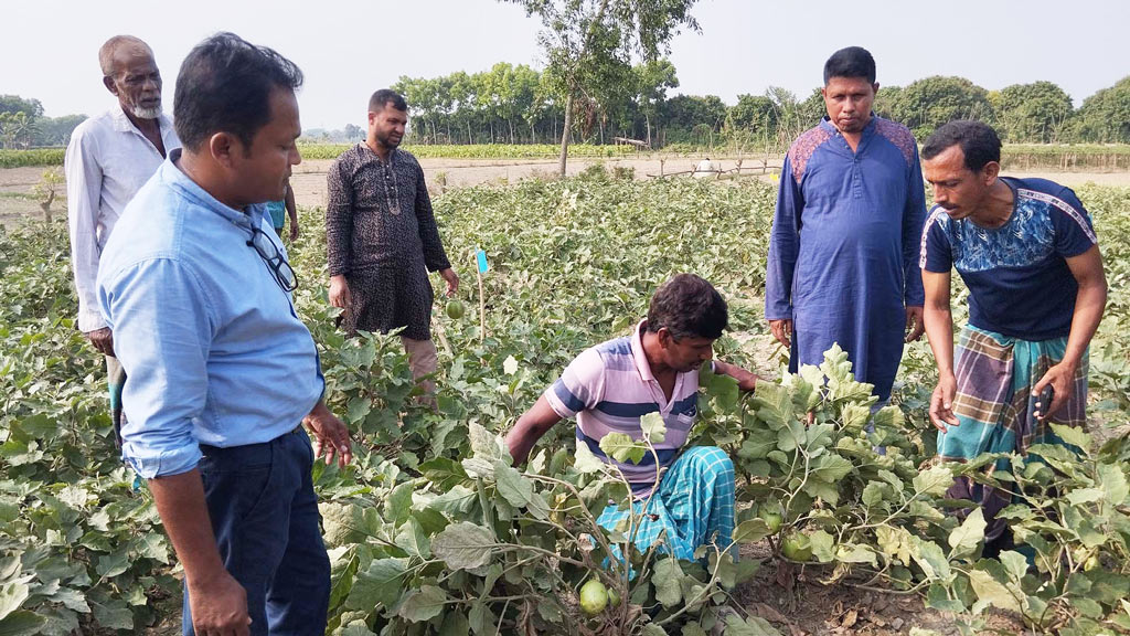 যশোরে বিষমুক্ত সবজি চাষে আগ্রহ বাড়ছে কৃষকদের