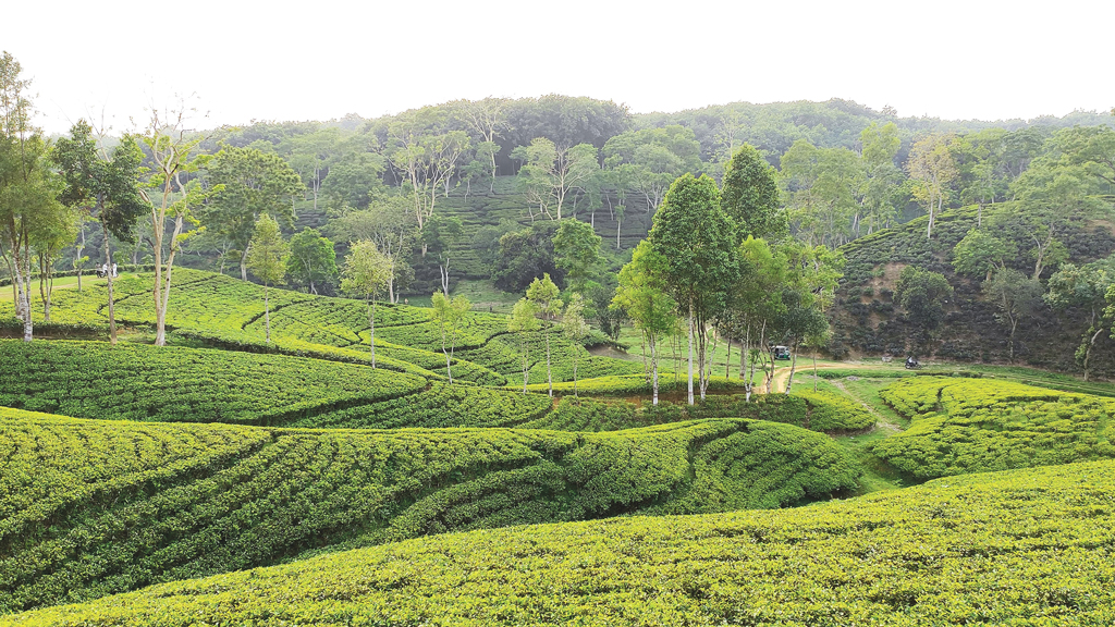 শ্রীমঙ্গলের সবুজ সাম্রাজ্যে এক দিন
