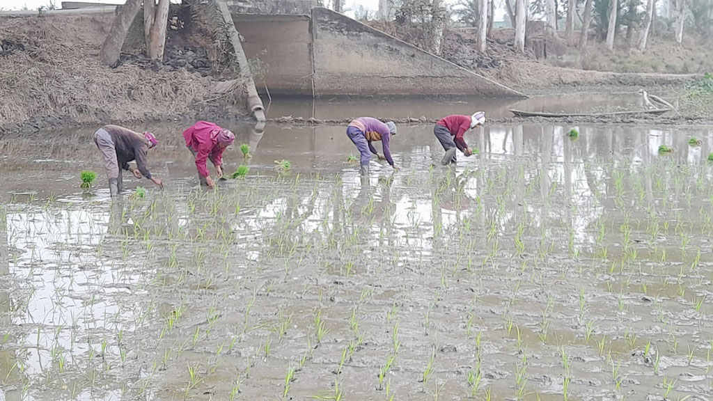 তীব্র কুয়াশায় শীতের সকালে বীজতলা থেকে বোরো ধানের চারা তুলে এনে জমিতে রোপণ করছেন কৃষক। চাটমোহর উপজেলার হান্ডিয়াল ইউনিয়নের ডেফলচড়া বিল, পাবনা, ২৩ জানুয়ারি ২০২৪। ছবি: শুভাশীষ ভট্টাচার্য্য তুষার