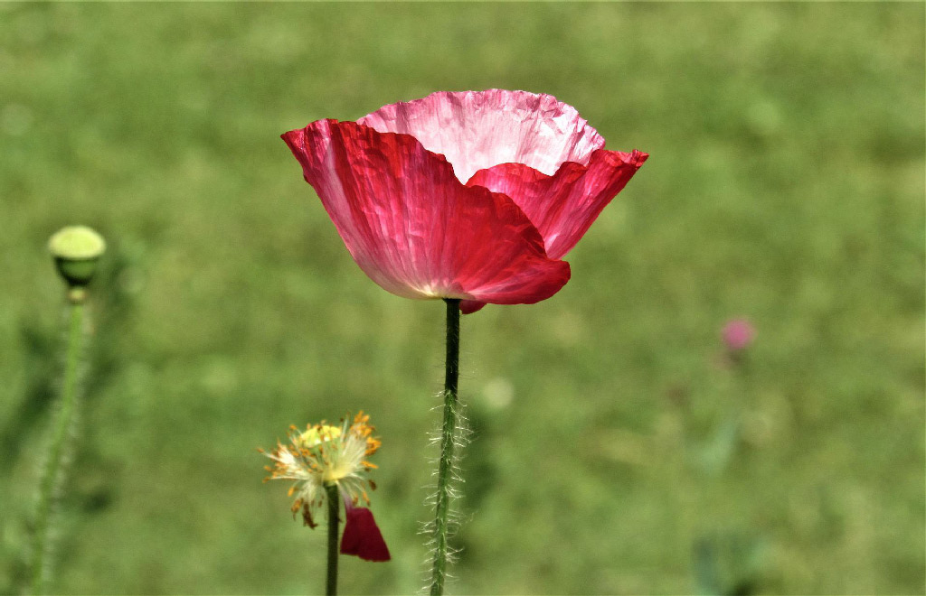 আগুনের সামনে দাঁড়িয়ে থাকা এক অসহায় কবি