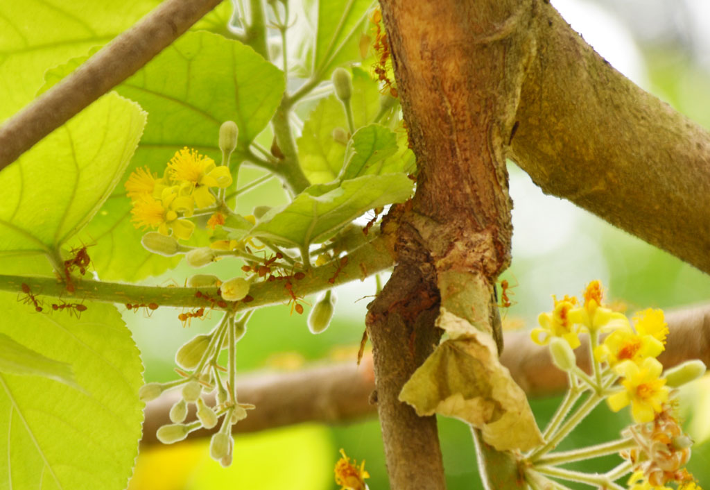 ফলসা বা ফেলা গোটা বাংলাদেশের একটি অপ্রচলিত ফল। এটি প্রধানত দক্ষিণ এশিয়ার ফল হিসেবে পরিচিত। পাকিস্তান থেকে কম্বোডিয়া পর্যন্ত এর দেখা মেলে। অন্যান্য ক্রান্তীয় অঞ্চলেও এটি পাওয়া হয়। ফলসাগাছ ‘গুল্ম’ বা ছোট ‘বৃক্ষ’, যা আট মিটার পর্যন্ত লম্বা হয়। এর ফুল হলুদ, গুচ্ছাকারে থাকে। ফলসা ফল ড্রুপ জাতীয়,৫-১২ মিলিমিটার ব্যাস, পাকলে কালো বা গাঢ় বেগুনি রঙের হয়। ফলসা শব্দটি উর্দু ভাষা থেকে এসেছে। বাংলা, হিন্দি, মারাঠিসহ পৃথিবীর বহু ভাষায় এটি ফলসা নামেই পরিচিত। নগরীর কাজিহাটা এলাকা, রাজশাহী, ৯ এপ্রিল ২০২৪। ছবি: মি