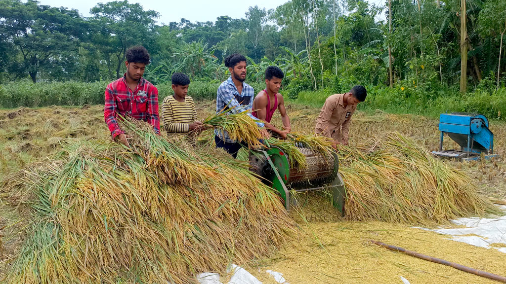 ইরি বোরো মৌসুমে ধানে সংগ্রহের কাজ চলছে। ধান কাটা মাড়াই-ঝাড়াইয়ের কাজে ব্যস্ত নরসিংদীর চাষিরা। জমি থেকে পাকা ধান কেটে মেশিনে ধান মাড়াই করছে কিশোর দল। পূর্বহরিপুর, রায়পুরা, নরসিংদী, ৯ মে,২০২৪। ছবি: হারুনূর রশিদ