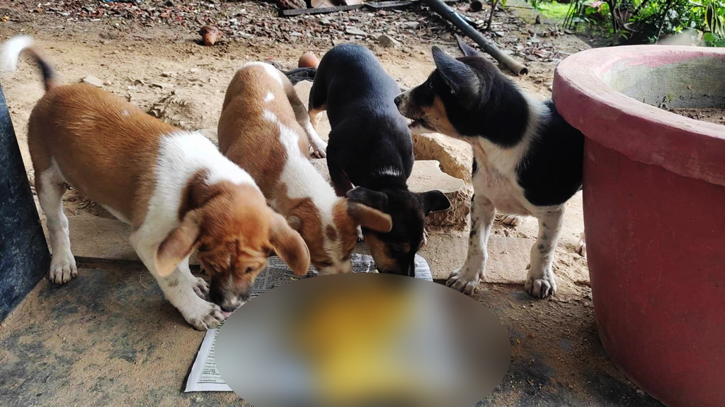 সিলেটে শতাধিক কুকুরকে কৃমিনাশক খাওয়াল প্রাধিকার