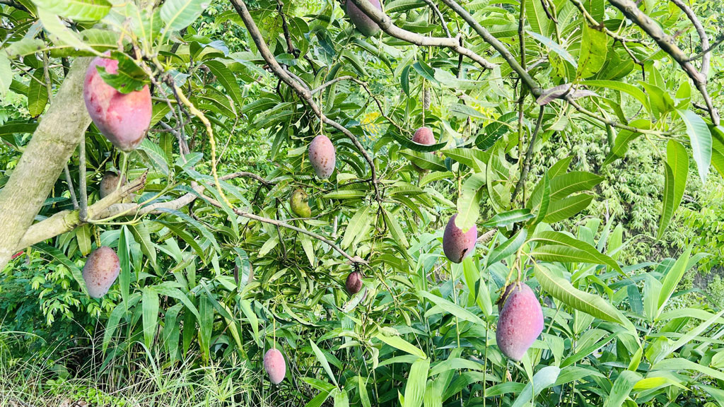 আমের ফলন বিপর্যয় লোকসানের শঙ্কা চাষির