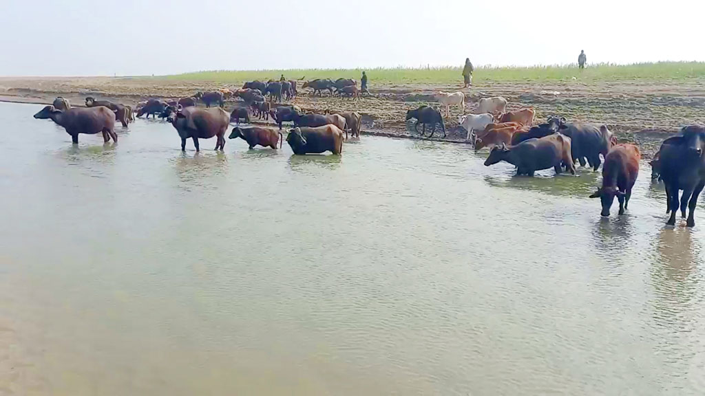 চর মাজারদিয়াড়ে পদ্মা নদীর পাড়ে পানি পান করছে গরু-মহিষের পাল। রাজশাহী সদর, রাজশাহী, ১৮ জানুয়ারি, ২০২৩। ছবি: রিমন রহমান