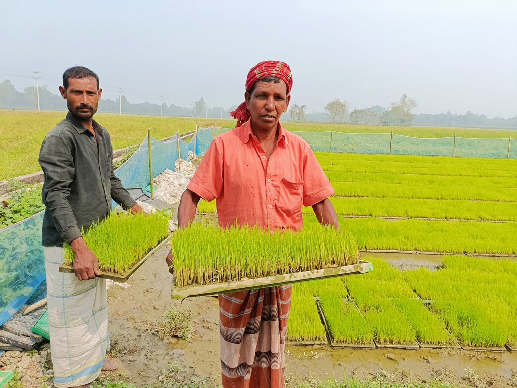 আধুনিক প্রযুক্তি রাইস ট্রান্সপ্লান্টারের মাধ্যমে বোরো ধানের চারা রোপণ করছেন কৃষকেরা। ঘিওর উপজেলায় এ বছরই প্রথম এ পদ্ধতিতে ধান চাষের আওতায় আনা হয়েছে কিছু কৃষককে। একটি ফসলের মাঠে কৃষি কর্মকর্তারা এ কার্যক্রমের উদ্বোধন করেন। কৃষকের হাতের এই চারাই রোপণ করা হয় রাইস ট্রান্সপ্লান্টারের মাধ্যমে। ঘিওর ইউনিয়নের মাইলাগী গ্রাম, মানিকগঞ্জ, ২০ ফেব্রুয়ারি ২০২৪। ছবি: আব্দুর রাজ্জাক