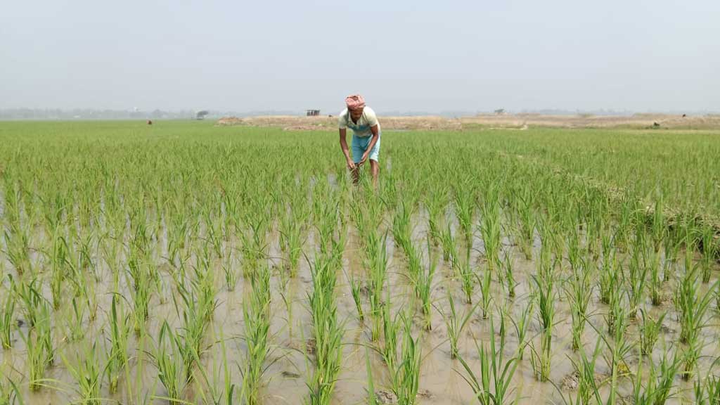 ইরি-বোরো ধানের চারা রোপণ শেষ। এখন চলছে ধান খেতের পরিচর্যা। কেউ খেতে সার-কীটনাশক দিচ্ছেন, কেউ আগাছা পরিষ্কার করছেন। ভাঙ্গুড়া উপজেলার উত্তরমেন্দা মাঠ, পাবনা, ১৭ মার্চ ২০২৪। ছবি: মো. মনিরুজ্জামান ফারুক।