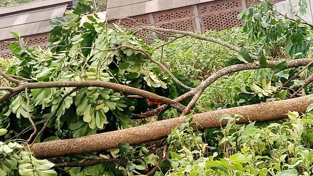 ঝড়ে আম কুড়াতে গিয়ে দুই বোনের মৃত্যু