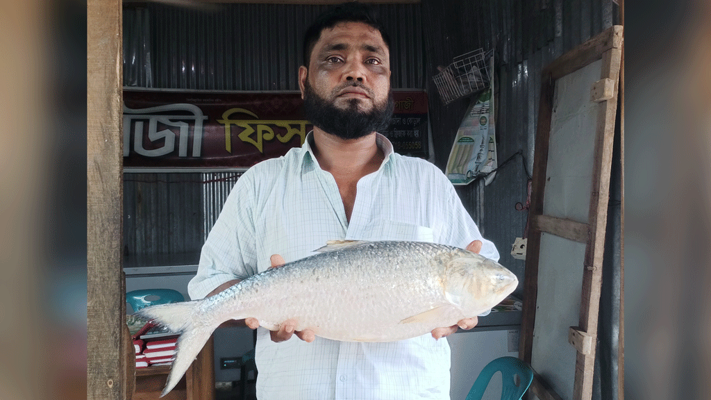 কুয়াকাটায় ১৩ হাজার টাকায় বিক্রি একটি ইলিশ, ওজন আড়াই কেজি