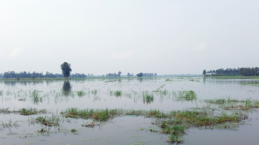 আত্রাইয়ে পানির নিচে দেড় হাজার বিঘা জমির ধান