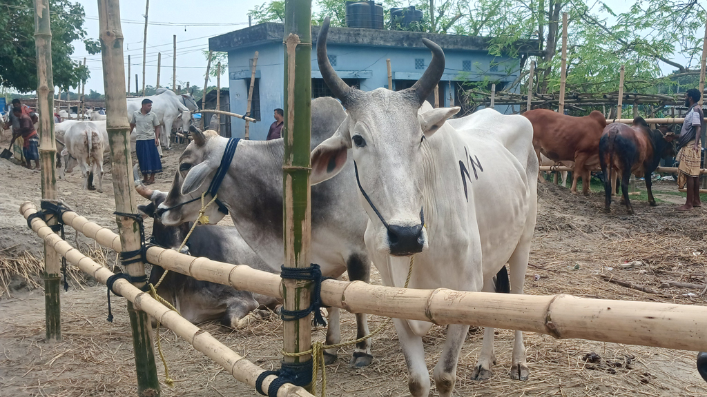চাঁপাইনবাবগঞ্জ: ‘অবাধে’ ঢুকছে ভারতীয় গরু