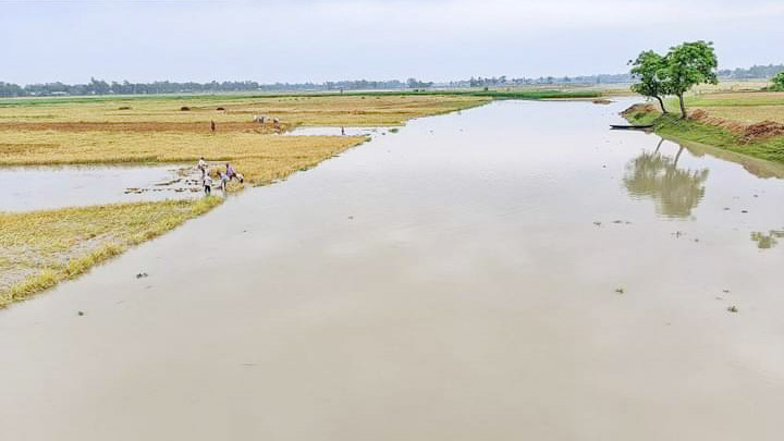বন্যা পরিস্থিতিতে বাড়তি মজুরিতেও মিলছে না ধান কাটা শ্রমিক