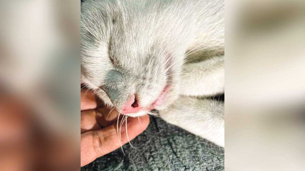 আমরা এত নিষ্ঠুর কেন