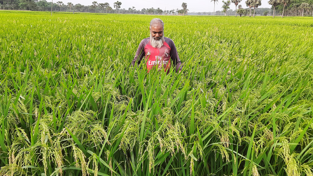 সবুজ শিষে দুলছে সোনালি স্বপ্ন