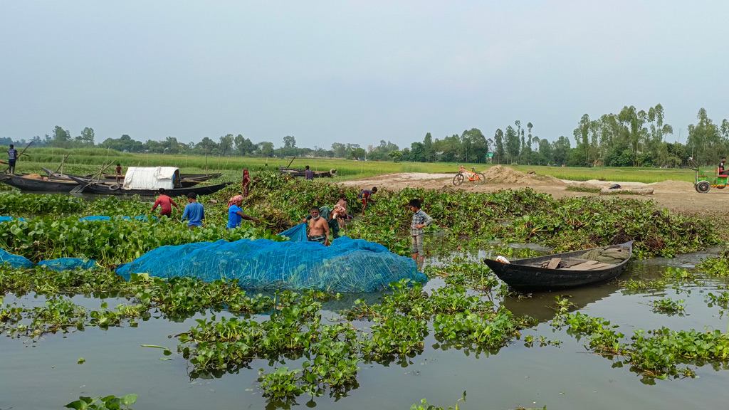 মেঘনার শাখা চরমধুয়া নদীতে জাল ফেলে কচুরিপানা পরিষ্কার করে একদল জেলে মাছ শিকার করছেন। রায়পুরার চরমধুয়া-বাঁশগাড়ী এলাকা থেকে তোলা, ২৮ মার্চ ২০২৪, নরসিংদী। ছবি: হারুনূর রশিদ