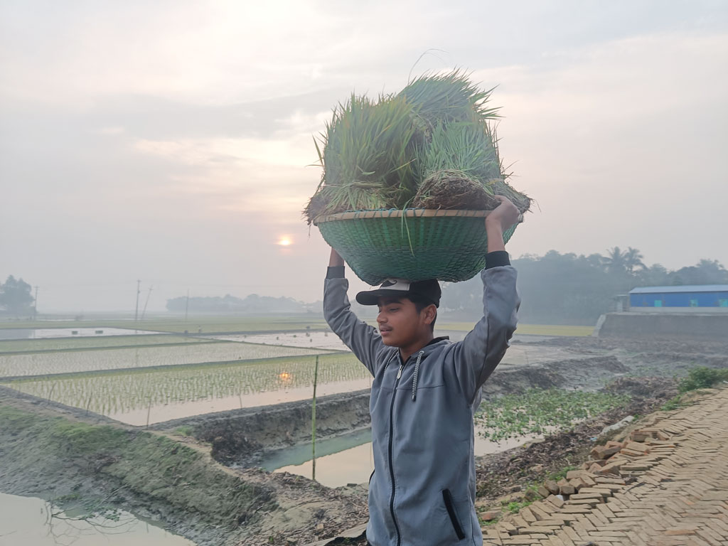 কৃষক বাবাকে সাহায্য করতে বীজতলায় থেকে বোরো ধানের চারা মাথায় করে নিজেদের খেতে রোপণের জন্য নিয়ে যাচ্ছে এক কিশোর। সরাইল উপজেলার বরইচারা গ্রাম, ব্রাহ্মণবাড়িয়া, ২৯ জানুয়ারি ২০২৪। ছবি: এম মনসুর আলী