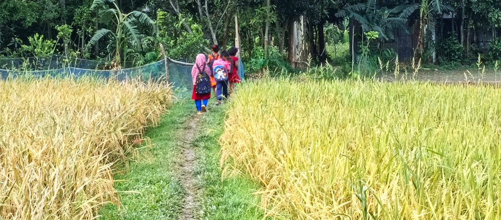 ধানের জমির মাঝখানের মেঠো পথ ধরে স্কুলে যাচ্ছে শিক্ষার্থীরা। রায়পুরার পূর্বহরিপুর গ্রাম থেকে মঙ্গলবার সকালে তোলা, নরসিংদী, ১৪ মে ২০২৪। ছবি: হারুনূর রশিদ