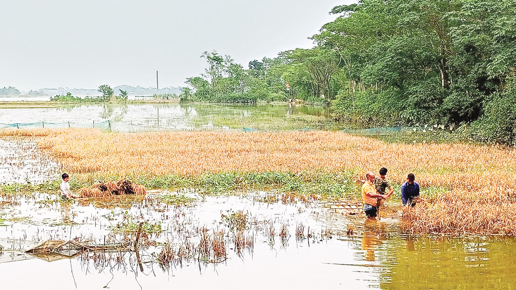 বোরো ডুবে শেষ, আউশ  নিয়ে চিন্তায় কৃষক