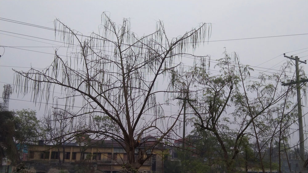 পাটকেলঘাটায় এবার প্রচুর শজনে হয়েছে। রাস্তার পাশের গাছগুলি ভরে গেছে শজনেতে। খুলনা-সাতক্ষীরা মহাসড়কের পাশে, সাতক্ষীরা, ১৪ মার্চ ২০২৪। ছবি: মুজিবুর রহমান