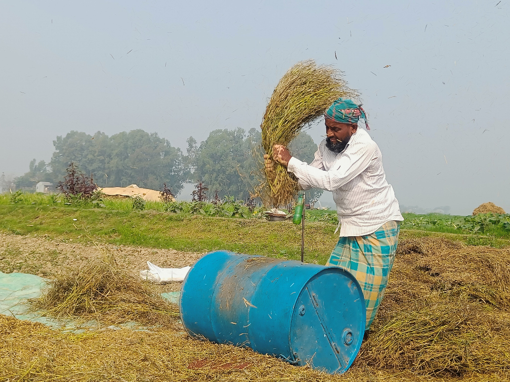 চলতি রবি মৌসুমে সরিষার বাম্পার ফলন হয়েছে। প্রাচীন পদ্ধতিতে উৎপাদিত সরিষার মাড়াইয়ের কাজ করছেন এক কৃষক। সরাইল, ব্রাহ্মণবাড়িয়া, ০৪ ফেব্রুয়ারি, ২০২৩। ছবি: মো. মনসুর আলী