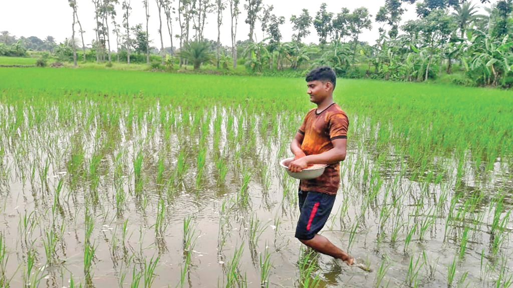 বোরো ধান ও আম চাষিরা সার সংকটে