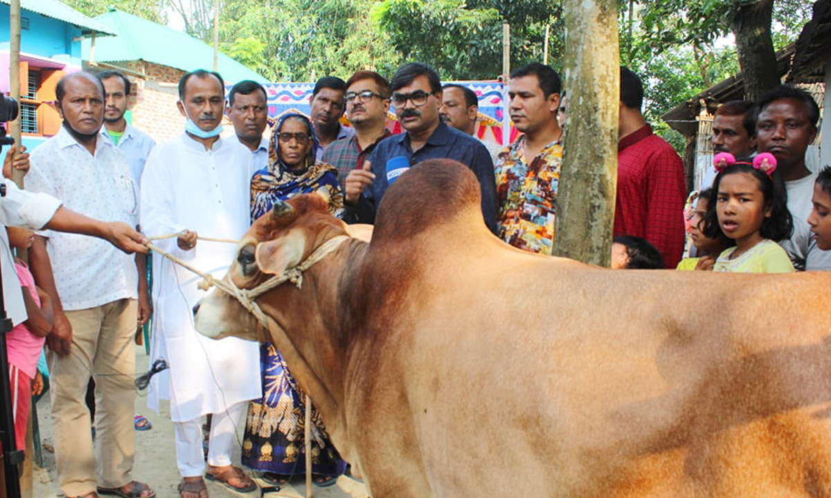 মন্ত্রীর দেওয়া গরু পেলেন ঘানি টানা রেজিয়া খাতুন