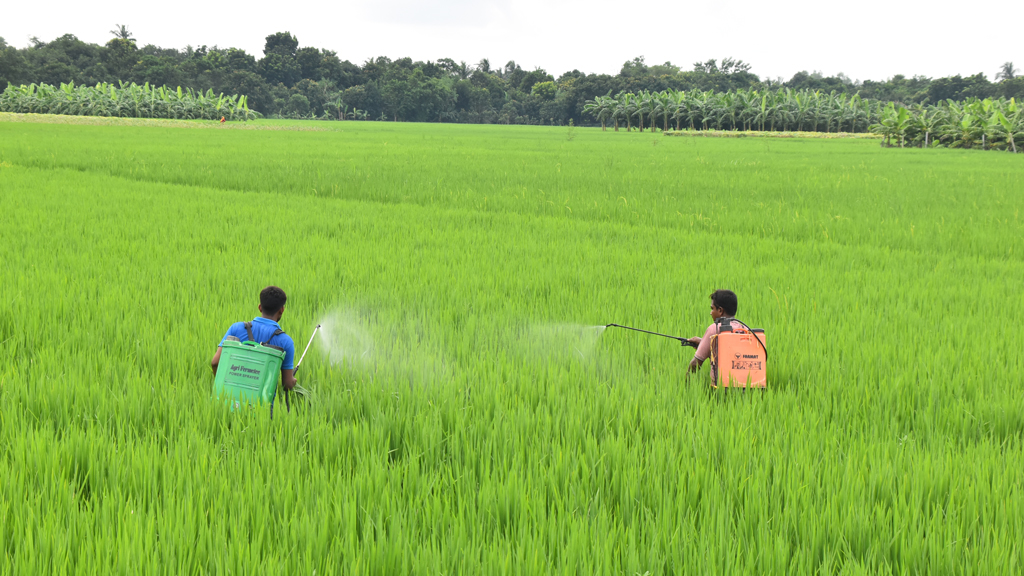 আমন ধানের জমিতে পোকা থেকে রক্ষা করার দুই কৃষক কীটনাশক স্প্রে করছেন। পবা উপজেলার নওহাটা পৌরসভা এলাকার একটি বিল থেকে তোলা, রাজশাহী, ১৫ অক্টোবর ২০২৪। ছবি: মিলন শেখ