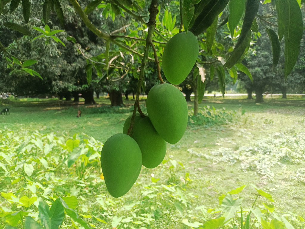 রাজশাহীতে গুটি আম পাড়া হবে বৃহস্পতিবার থেকে, গোপালভোগ ১৫ মে